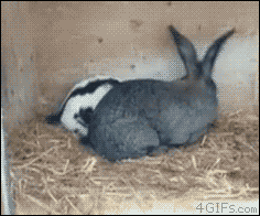 1428391425-22651fd82a3f987cf411ad45210e1881.gif