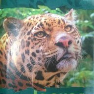 Frank_Jaguar