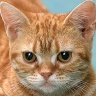 МрКотик