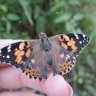 Выдрочка